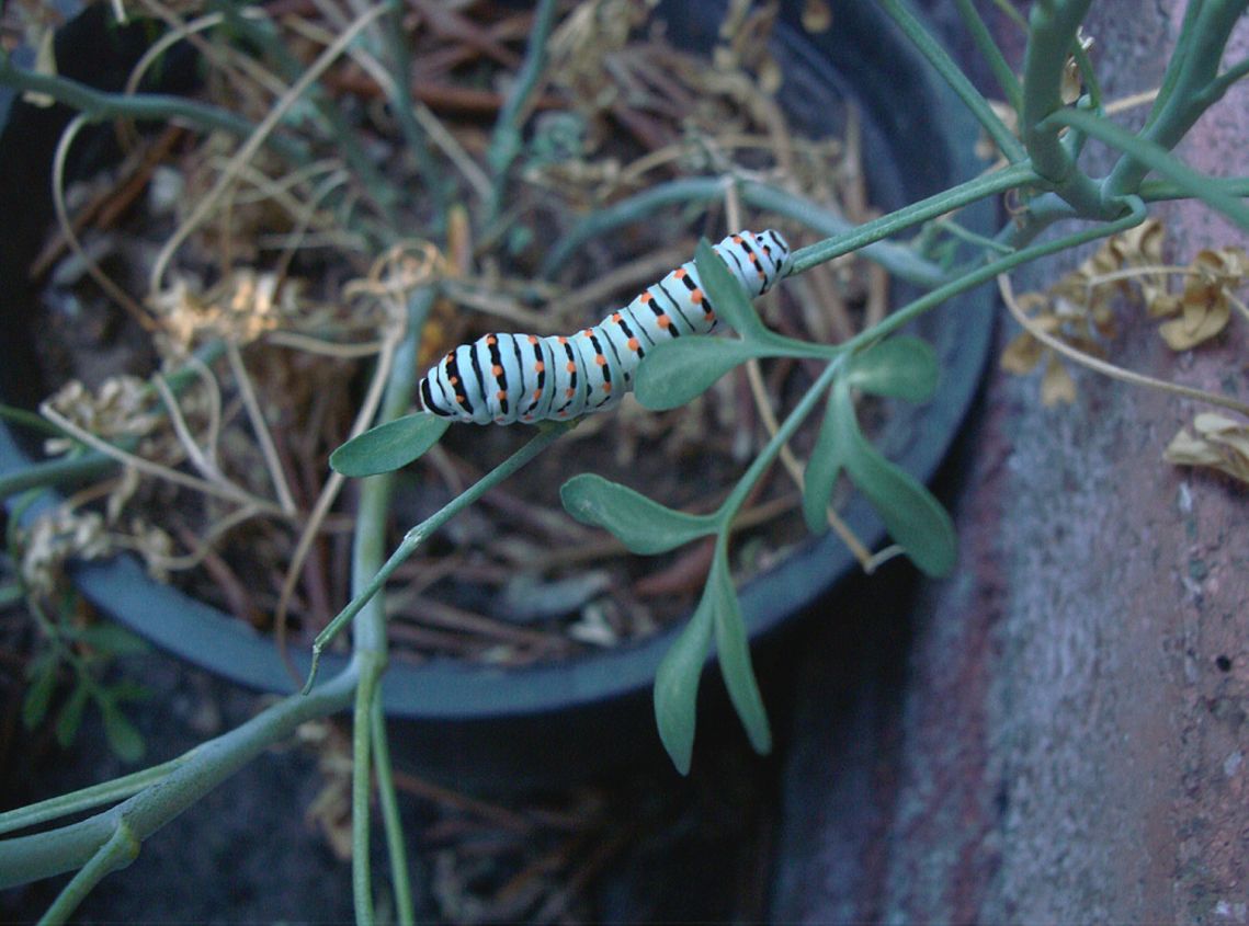 larve di Papilio machaone